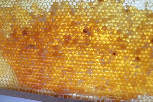 Abeilles au travail